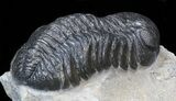 Nice, Austerops (Phacops) Trilobite #40132-3